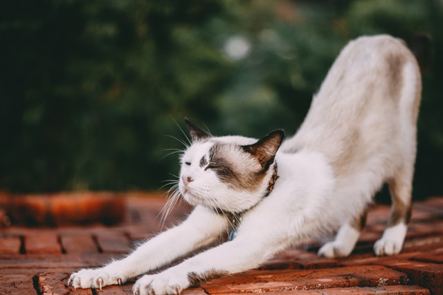Cat stretching